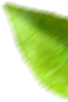 Folha-4.png